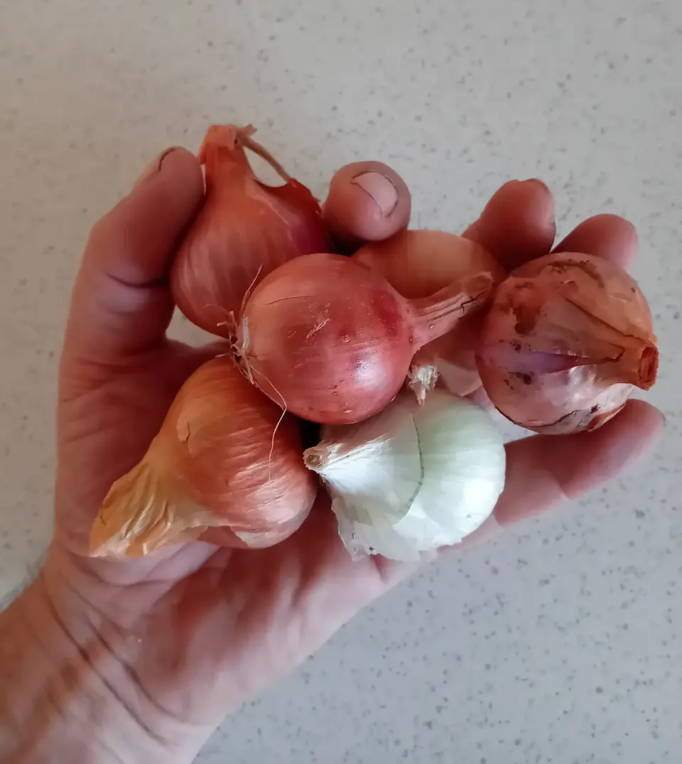 Échalotes récoltées au potager