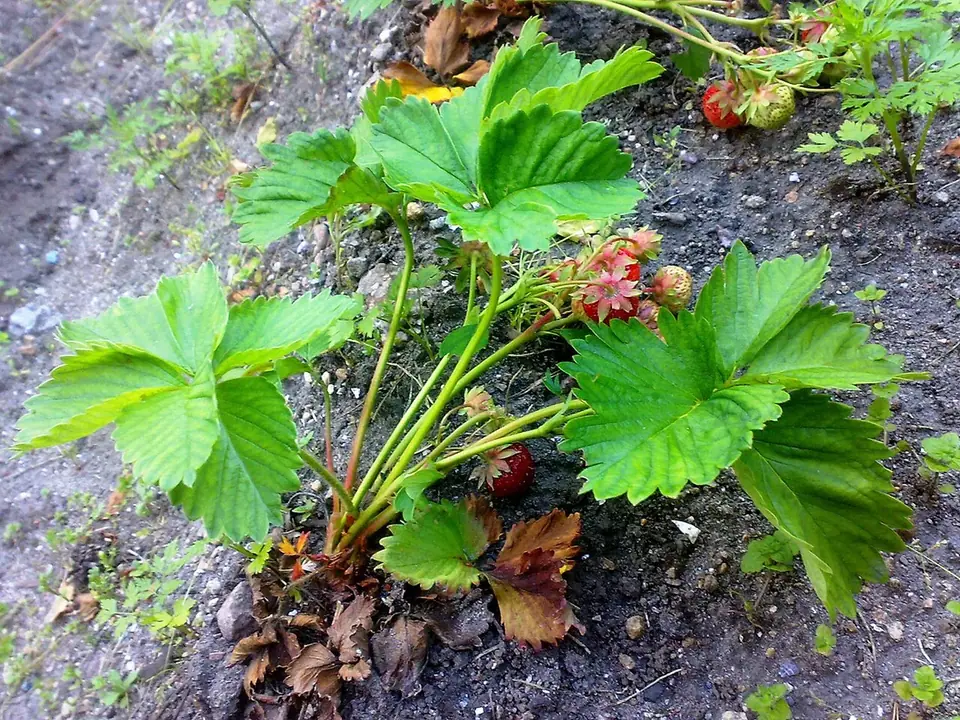 Plants de fraisiers au potager, portant des fraises mûres