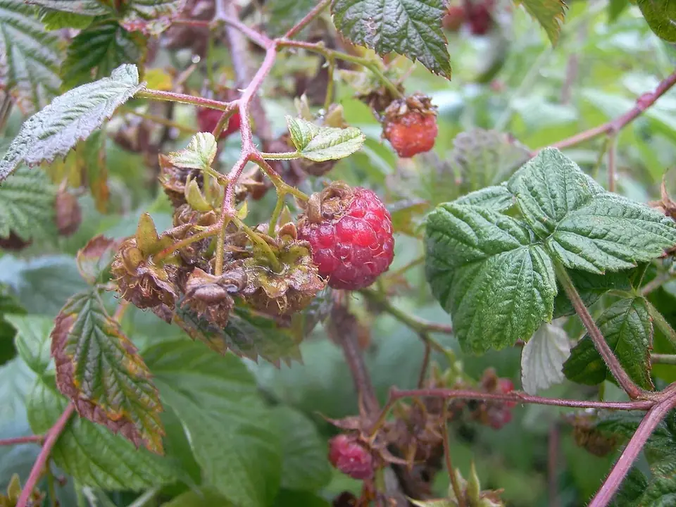 Framboises mûres sur le framboisier au jardin