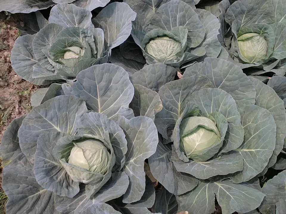 Chou pommé au potager, prêt à récolter