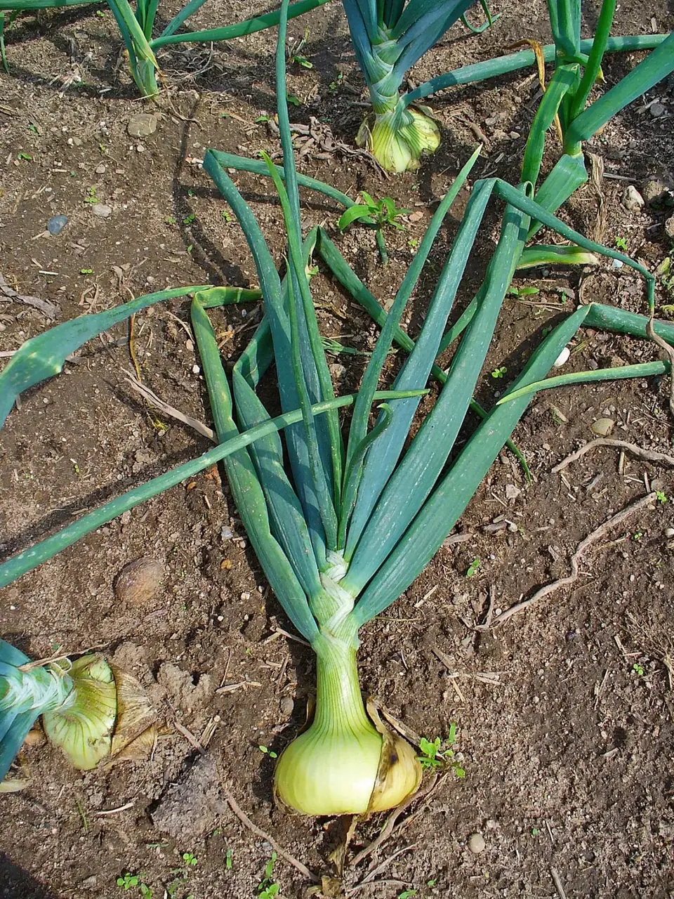Bulbes d'oignons du potager prêts à la récolte