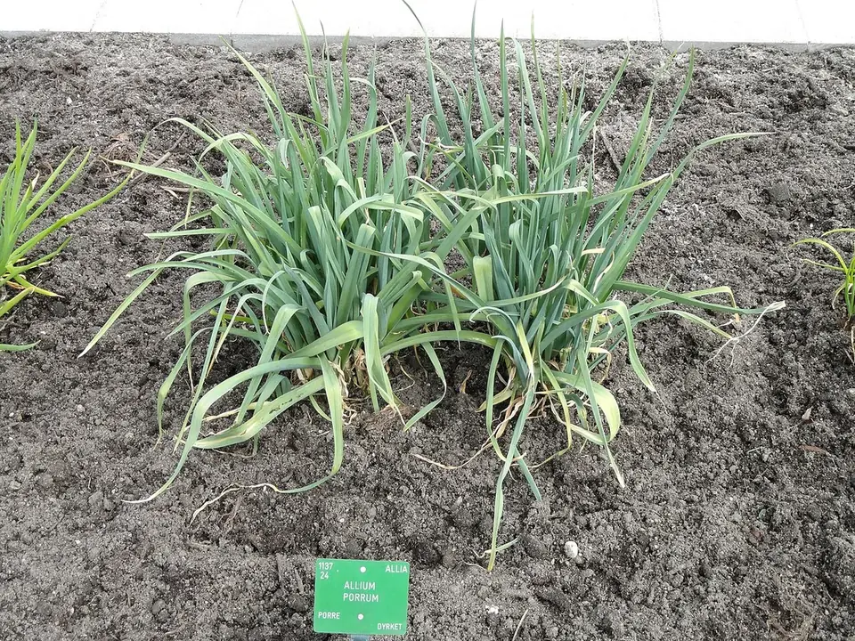 Rang de poireaux au potager, prêts à récolter