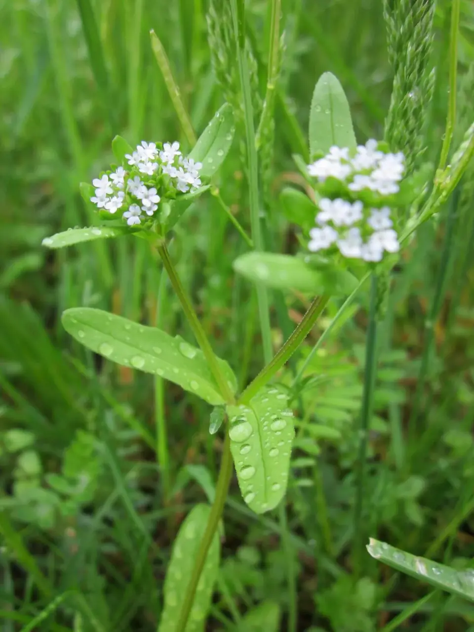 Rosettes de mâche au potager en hiver