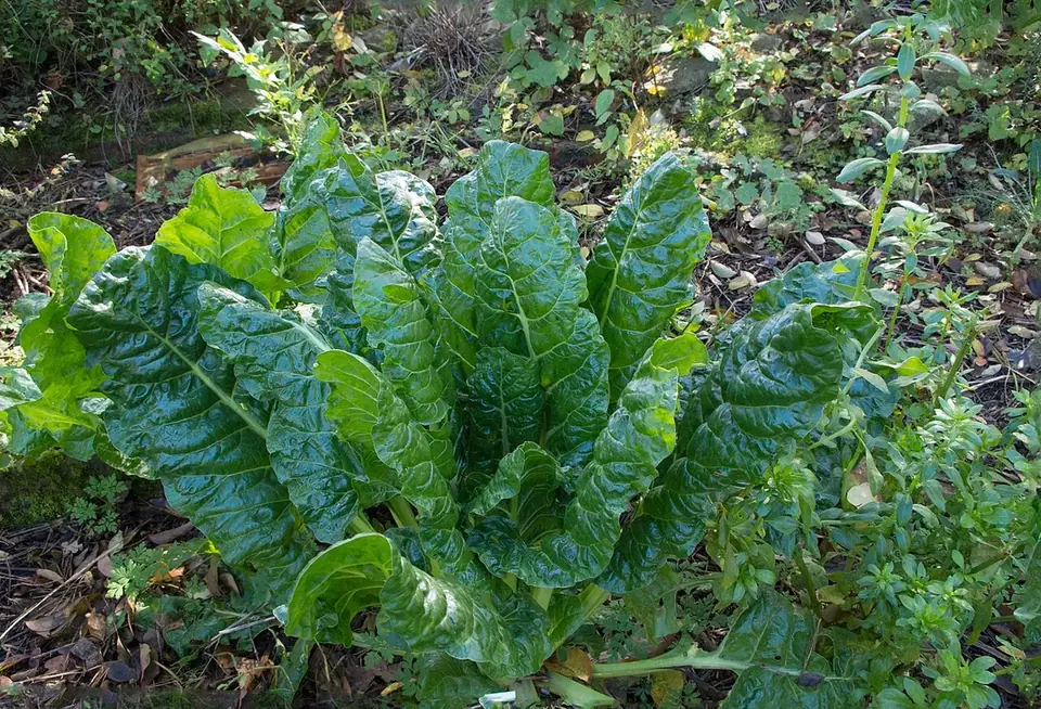 Betteraves rouges au potager