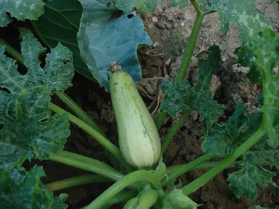 Jeune plant de courgette au potager
