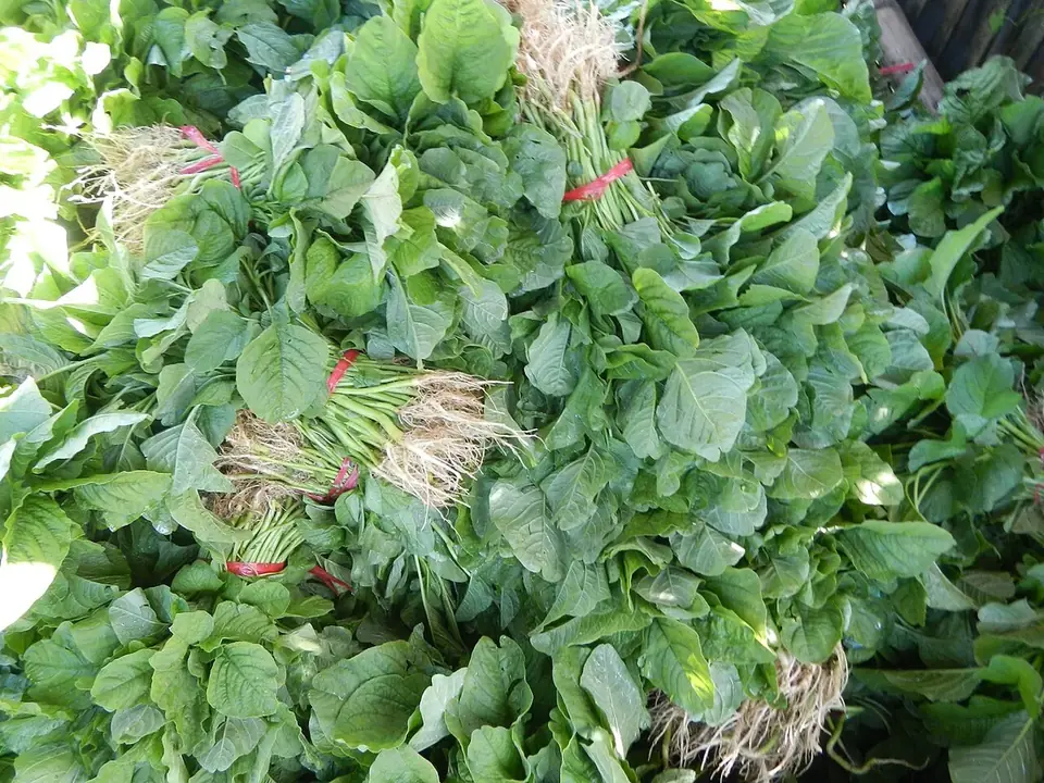 Feuilles d'épinard au potager