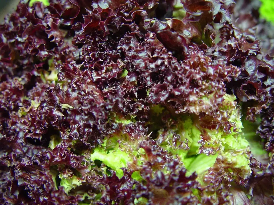 Laitues au potager, prêtes à récolter
