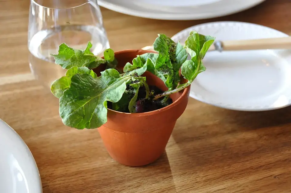 Radis fraîchement récoltés au potager, semis rapide et facile