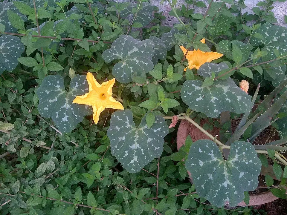 Courge mûre dont on récupère les graines