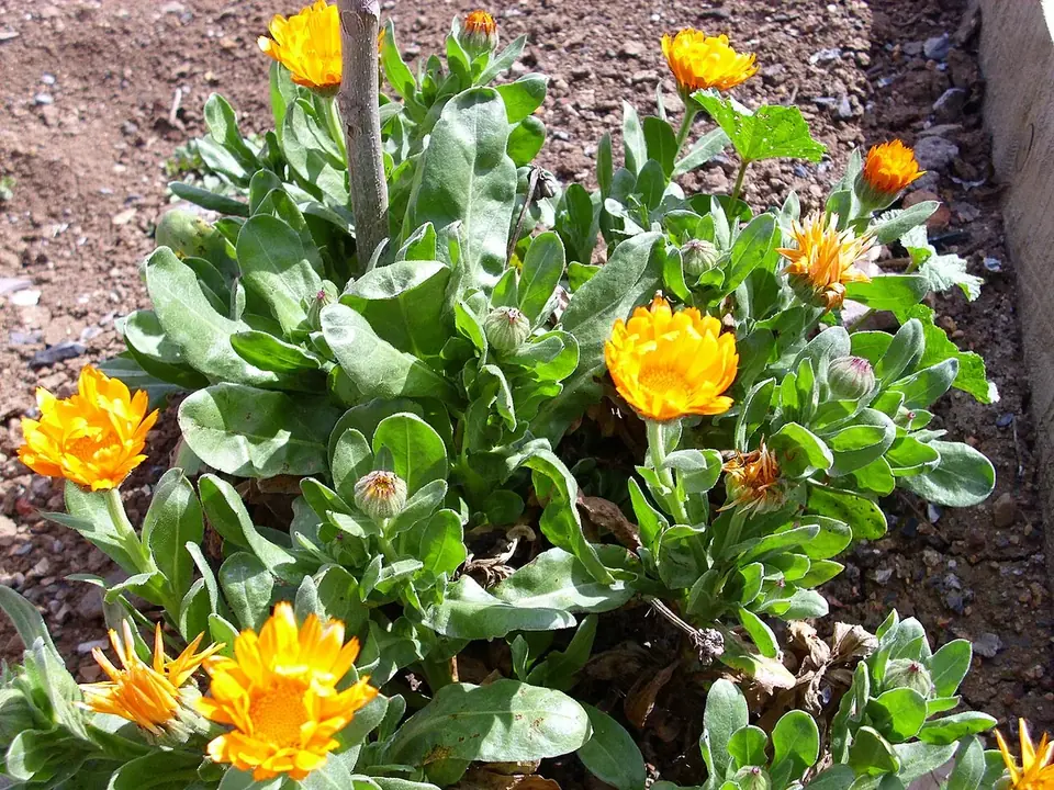 Fleurs au jardin, semées au rythme du calendrier lunaire